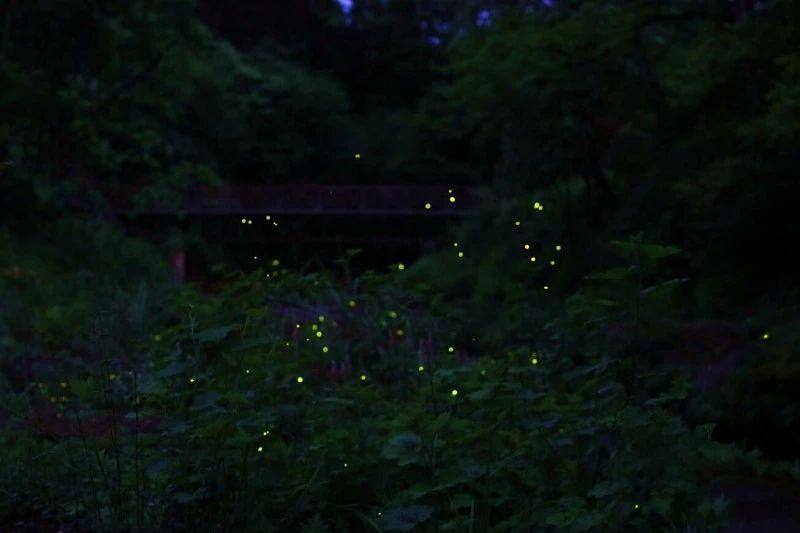 逃离荒凉之地